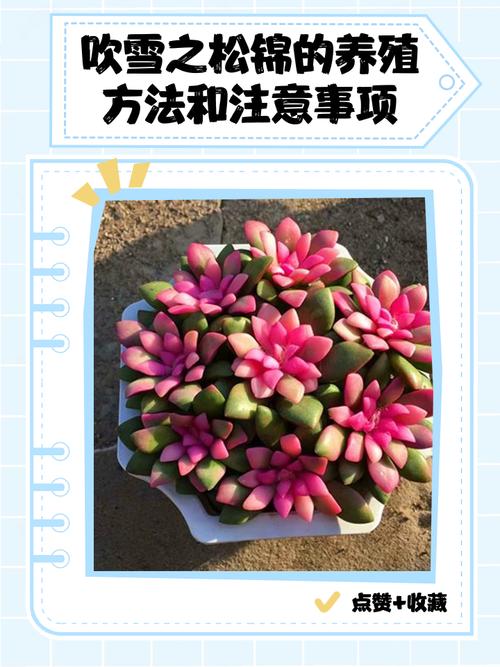 多肉冬天怎么防冻？-第2张图片-吾爱花网