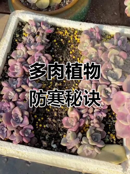 多肉冬天怎么防冻？-第1张图片-吾爱花网