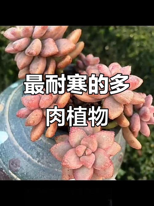 多肉冬天怎么防冻？-第3张图片-吾爱花网