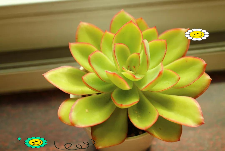 多肉叶片为何出现黄色斑点？-第2张图片-吾爱花网