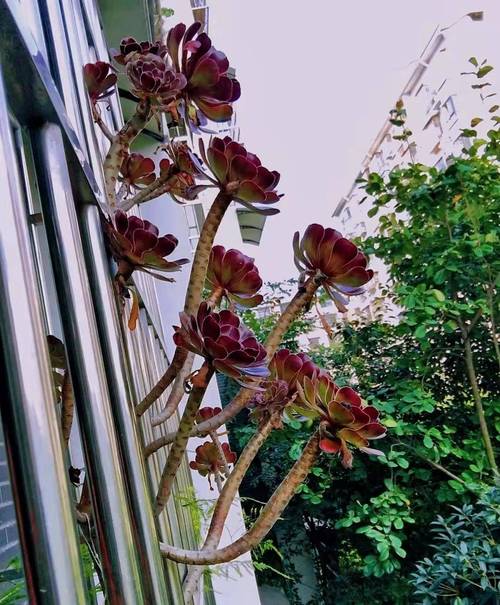 法师多肉何时需搬进花棚？-第1张图片-吾爱花网