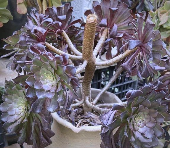 法师多肉何时需搬进花棚？-第2张图片-吾爱花网