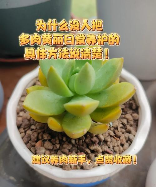 秋季多肉怎么养才饱满？-第1张图片-吾爱花网