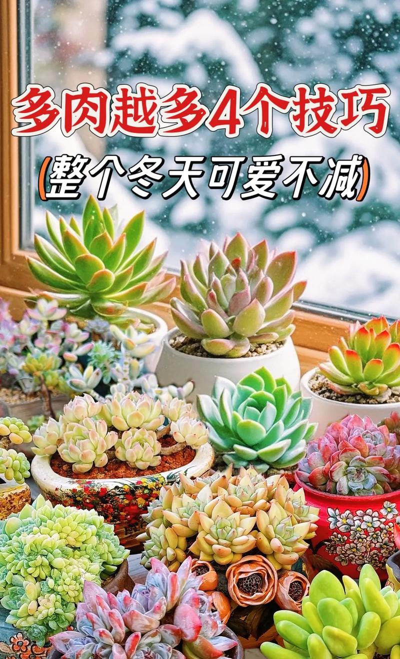 秋季多肉怎么养才饱满？-第3张图片-吾爱花网