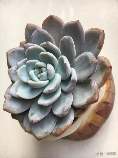 芙蓉雪莲多肉生长速度-第1张图片-吾爱花网