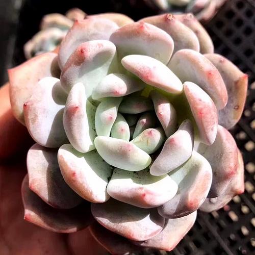 芙蓉雪莲多肉生长速度-第2张图片-吾爱花网