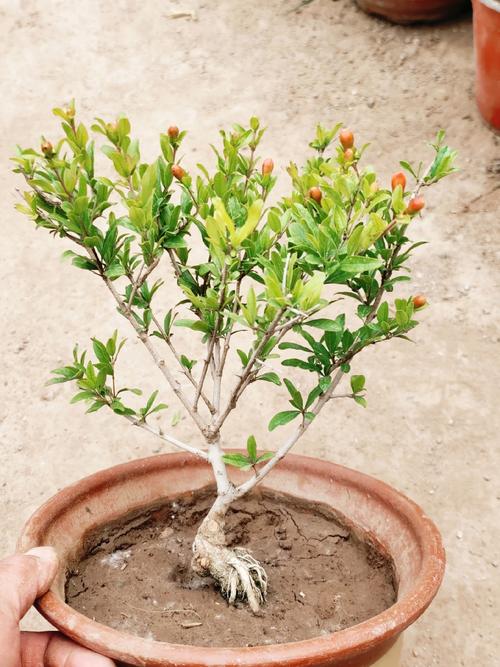 盆栽小叶长红果是什么品种？-第1张图片-吾爱花网
