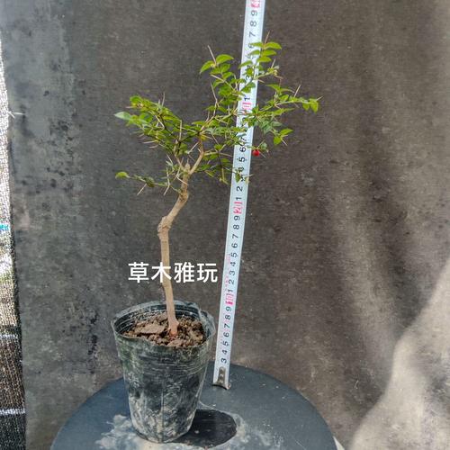 盆栽小叶长红果是什么品种？-第2张图片-吾爱花网
