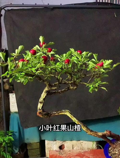 盆栽小叶长红果是什么品种？-第3张图片-吾爱花网