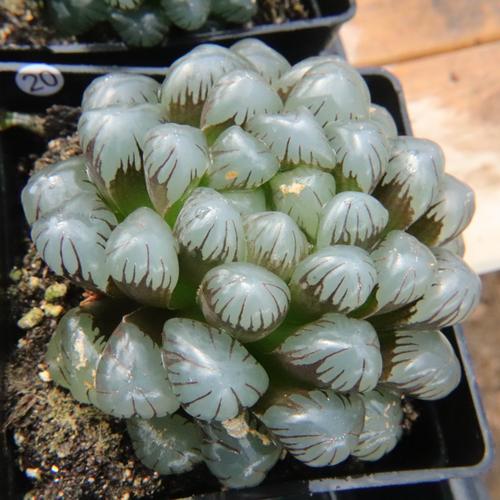 冰灯玉露有何独特特征？-第2张图片-吾爱花网