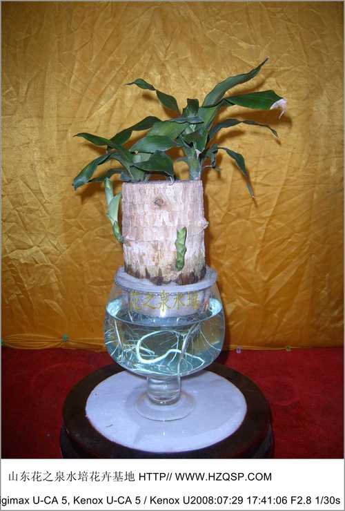 水培花卉技术培训基地-第3张图片-吾爱花网