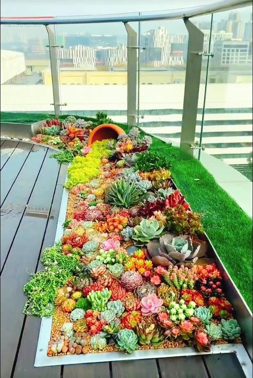 多肉庭院造型怎么设计更出彩？-第2张图片-吾爱花网