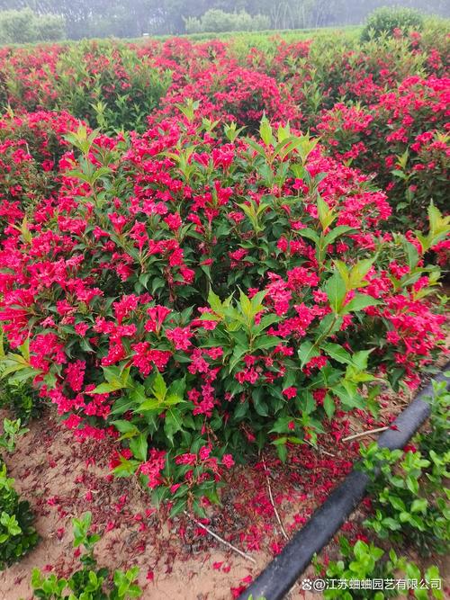 盆栽锦带花适宜生长温度是多少？-第2张图片-吾爱花网