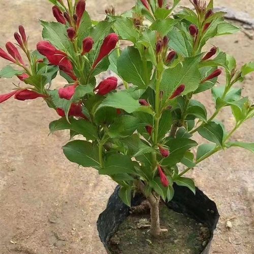 盆栽锦带花适宜生长温度是多少？-第3张图片-吾爱花网