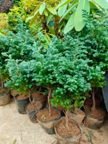 耐寒盆栽植物有哪些？-第3张图片-吾爱花网