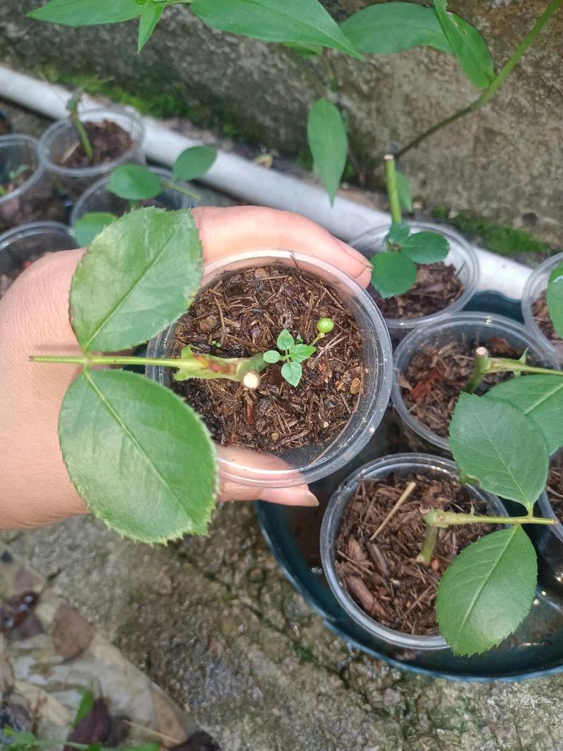 月季花水培生根怎么做？-第2张图片-吾爱花网