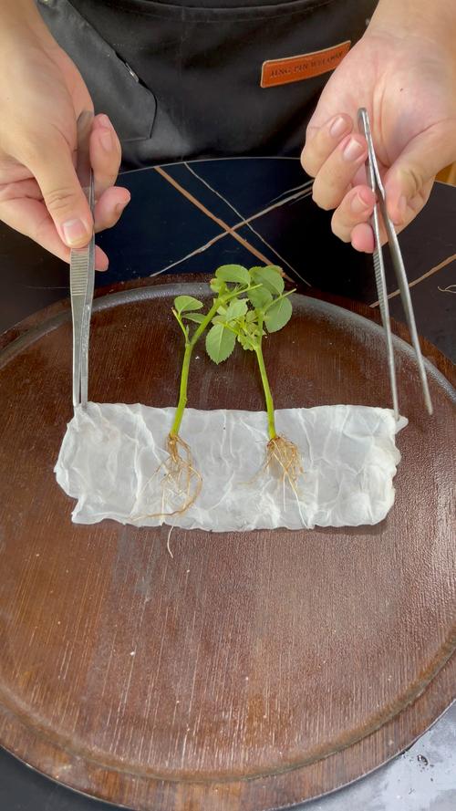 月季花水培生根怎么做？-第1张图片-吾爱花网