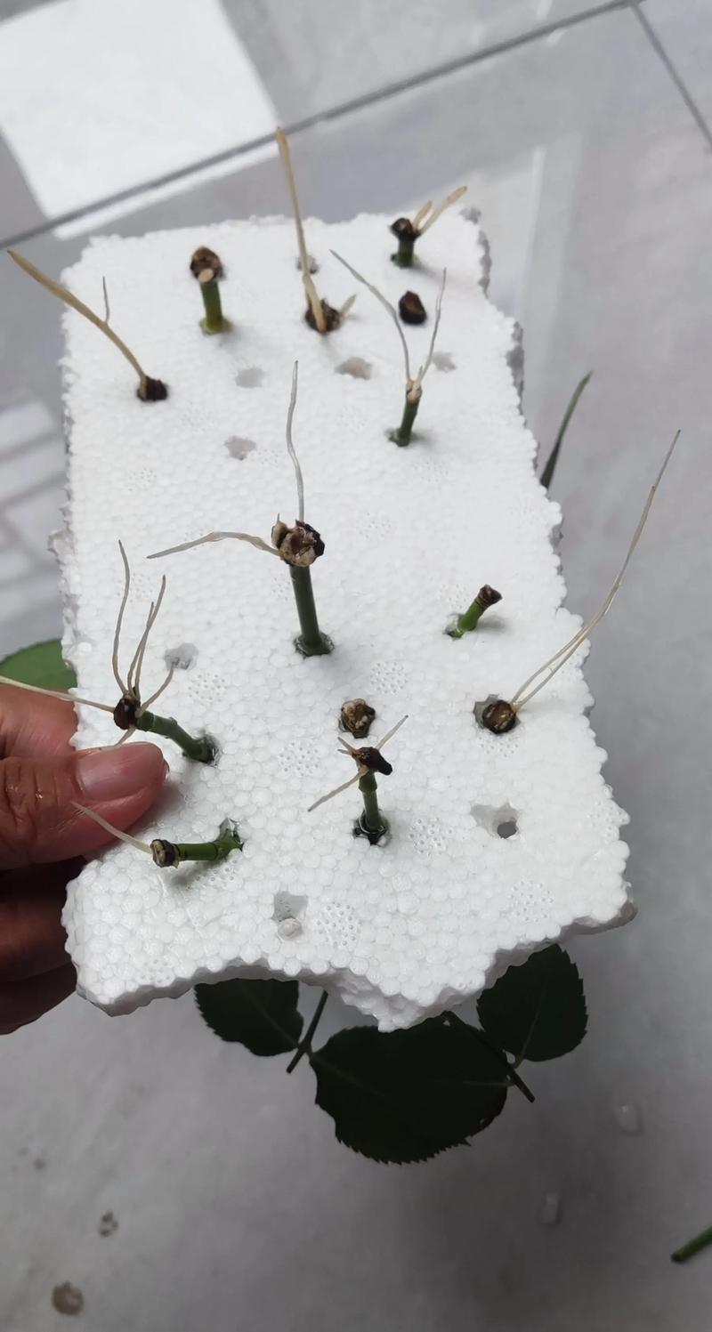 月季花水培生根怎么做？-第3张图片-吾爱花网