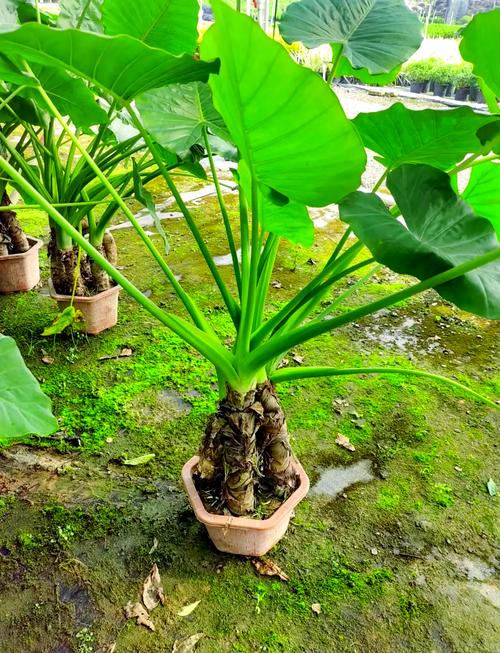 水培滴水观音好养吗？-第1张图片-吾爱花网