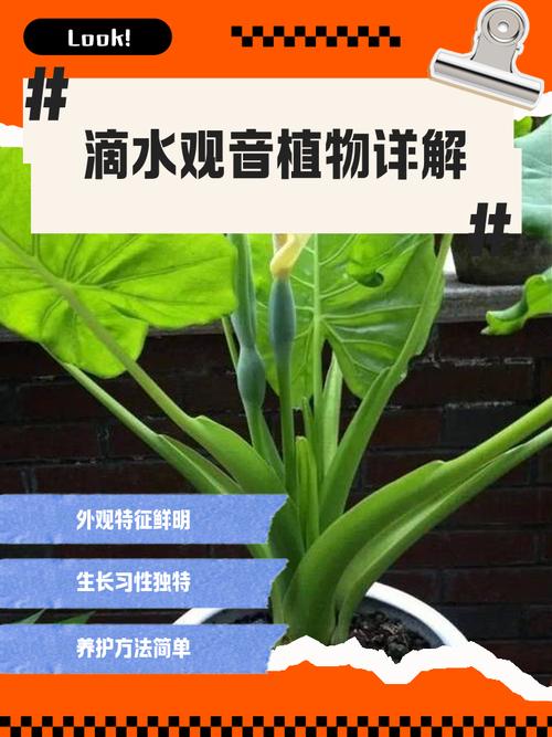 水培滴水观音好养吗？-第3张图片-吾爱花网