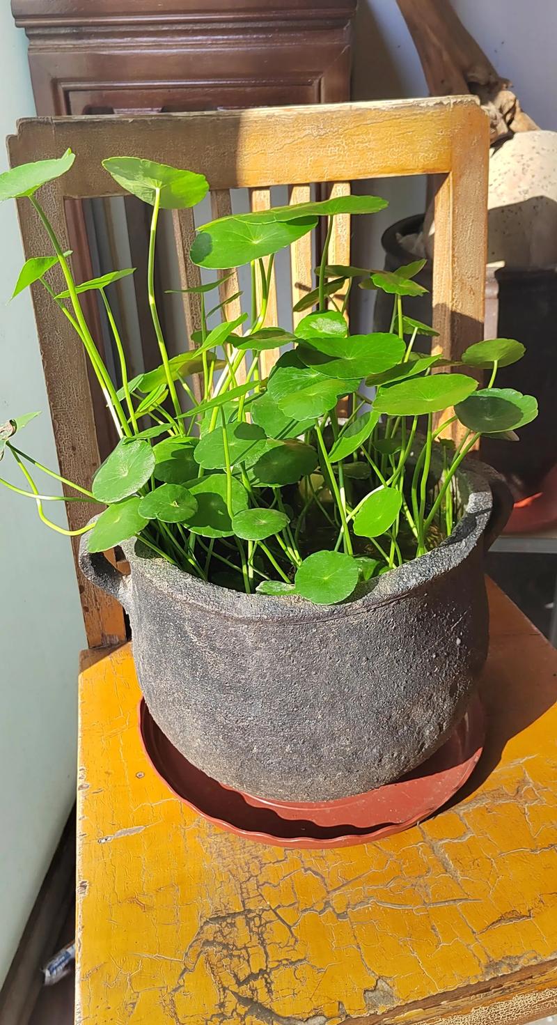 水培金钱草能剪吗？剪后怎么养护？-第1张图片-吾爱花网