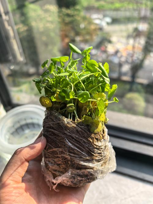 水培金钱草能剪吗？剪后怎么养护？-第2张图片-吾爱花网