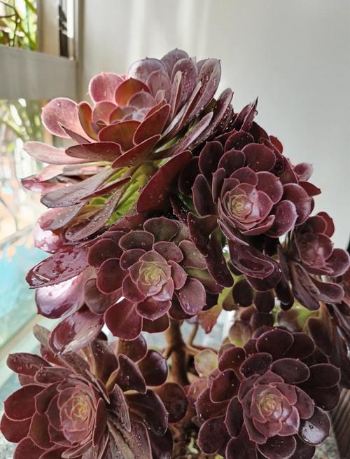 法师多肉叶子繁殖怎么操作？-第3张图片-吾爱花网