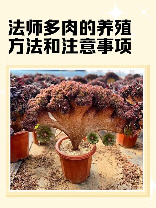 法师多肉叶子繁殖怎么操作？-第1张图片-吾爱花网