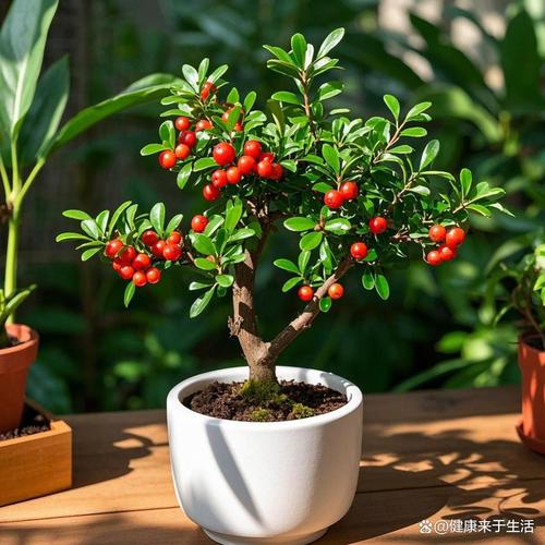 耐寒大盆栽有哪些？-第2张图片-吾爱花网