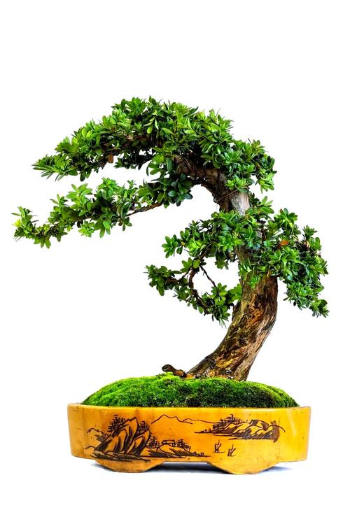 耐寒大盆栽有哪些？-第3张图片-吾爱花网