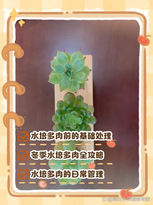 多肉水培养殖方法有哪些？-第2张图片-吾爱花网