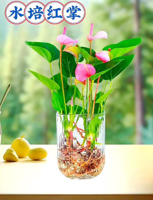水培粉掌适合室内养吗？-第1张图片-吾爱花网