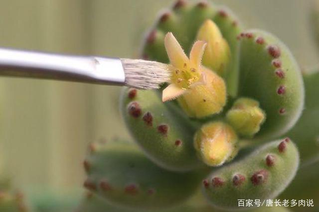 多肉植物授粉视频，如何正确操作？-第2张图片-吾爱花网