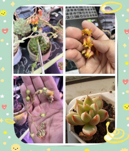 多肉植物授粉视频，如何正确操作？-第1张图片-吾爱花网