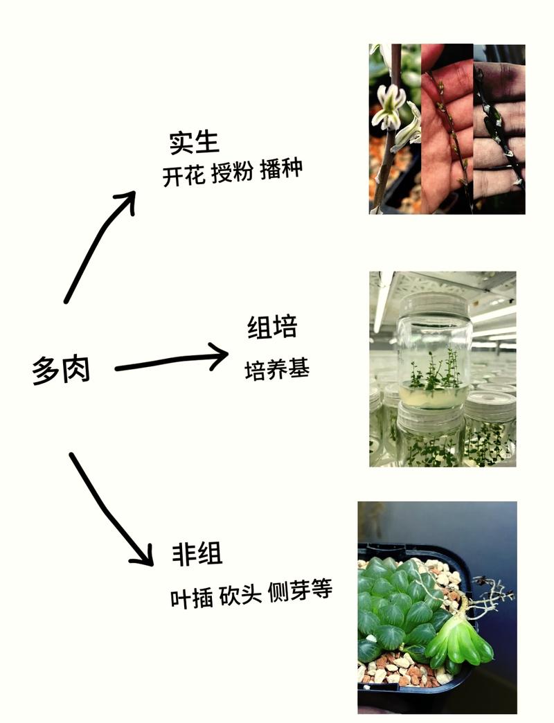 多肉植物授粉视频，如何正确操作？-第3张图片-吾爱花网