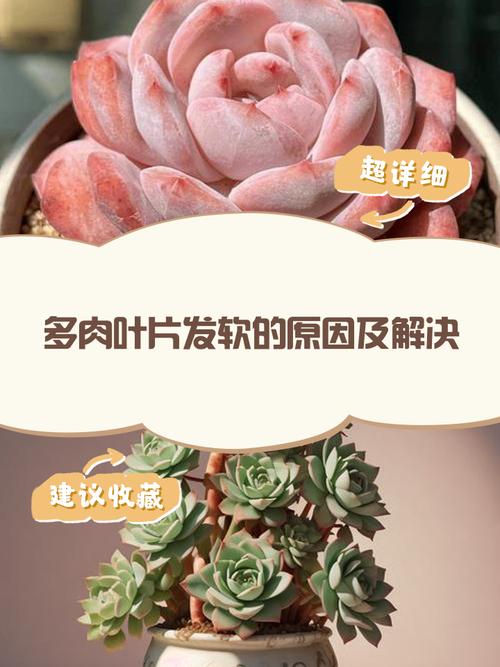 多肉下层叶子发软咋办？-第2张图片-吾爱花网