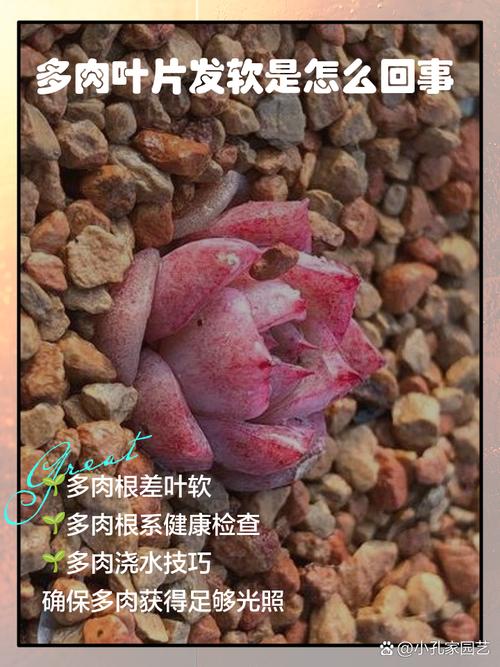 多肉下层叶子发软咋办？-第3张图片-吾爱花网