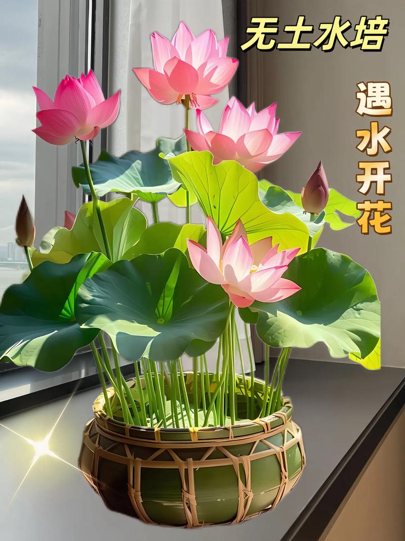 碗莲能直接水培吗？-第1张图片-吾爱花网