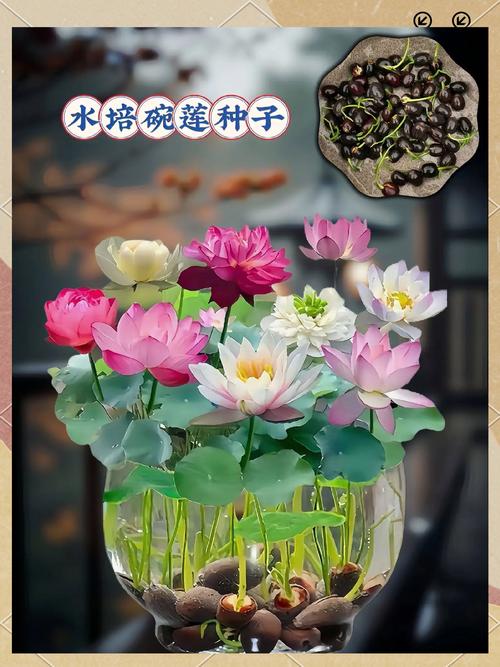 碗莲能直接水培吗？-第2张图片-吾爱花网