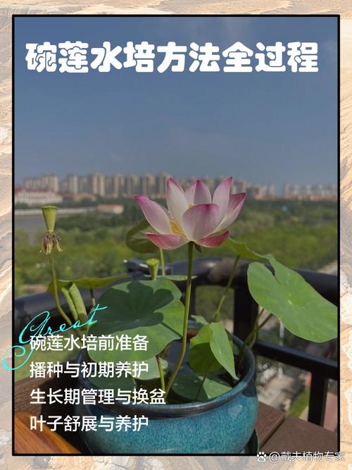 碗莲能直接水培吗？-第3张图片-吾爱花网