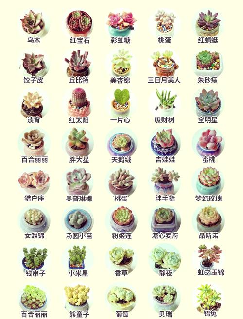 多肉植物名字都有哪些好听又独特的？-第1张图片-吾爱花网