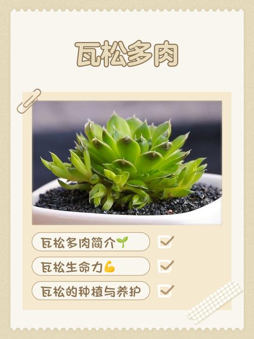 多肉植物名字都有哪些好听又独特的？-第3张图片-吾爱花网