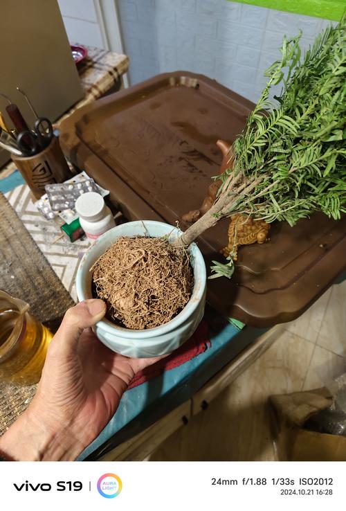 水培北方红豆杉怎么养？关键步骤有哪些？-第2张图片-吾爱花网