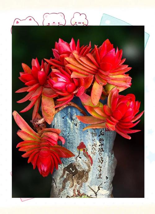 开红花的多肉叫什么名字？-第1张图片-吾爱花网