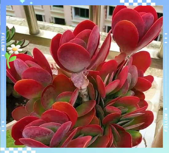 开红花的多肉叫什么名字？-第3张图片-吾爱花网