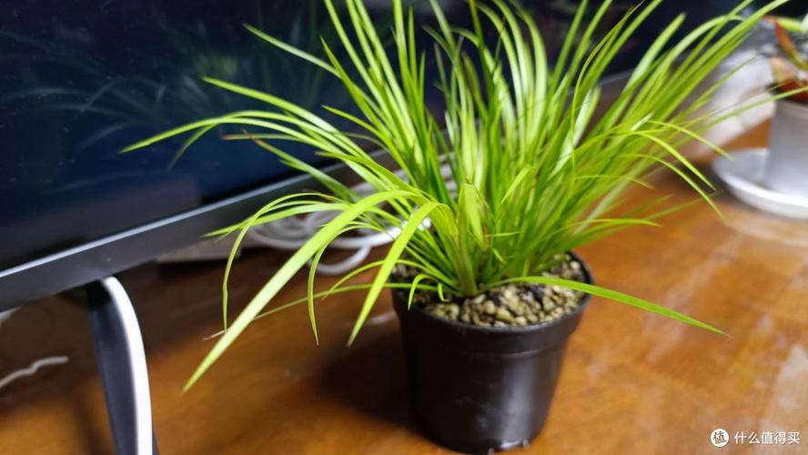 土培菖蒲能改水培吗？-第2张图片-吾爱花网