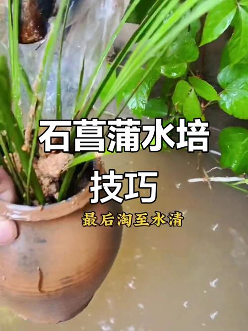 土培菖蒲能改水培吗？-第3张图片-吾爱花网