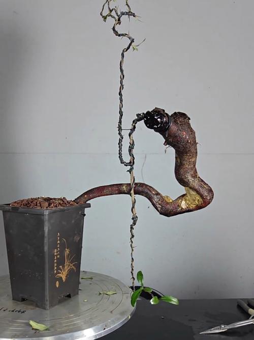 盆栽火棘冬季怎么养护？-第2张图片-吾爱花网