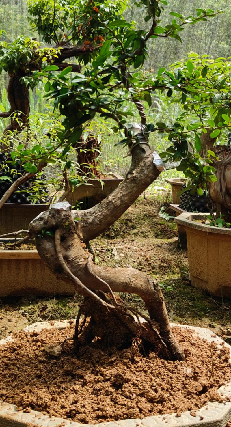 盆栽火棘冬季怎么养护？-第3张图片-吾爱花网