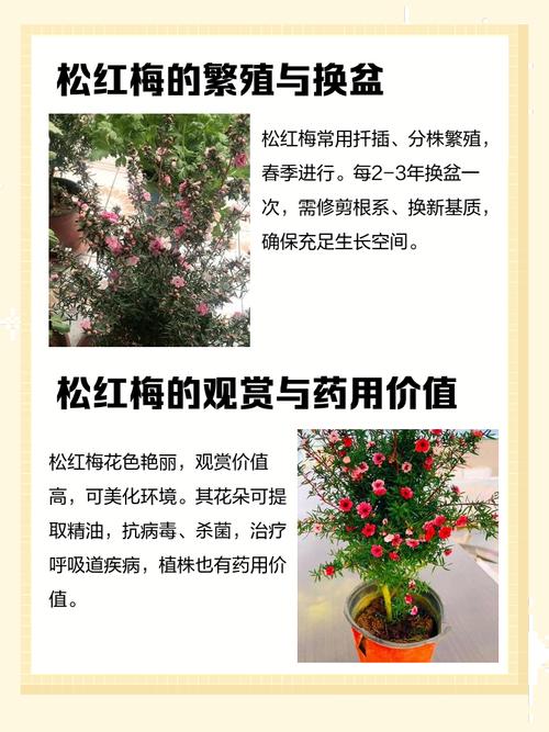 红梅多肉怎么养才爆盆？-第1张图片-吾爱花网